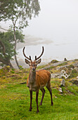 A Deer Stands In A Foggy Meadow By The Water's Edge; Argyll Scotland