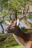 Profile Of A Deer's Head; Argyll Scotland