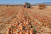 Gathering Onion Crop Near Daimiel; Toledo Province Spain