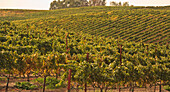 Vineyard; Napa Area California United States Of America