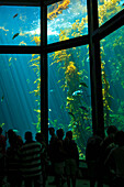 Large Saltwater Tank In The Monterey Bay Aquarium; Monterey California United States Of America