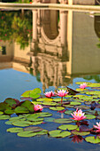 Lilien in einem Teich mit dem Kunstmuseum, das sich im Wasser spiegelt, im Balboa Park; San Diego, Kalifornien, Vereinigte Staaten von Amerika