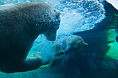Polar Bears (Ursus Arctos) Swimming Underwater At The San Diego Zoo; San Diego California United States Of America
