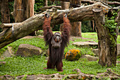 Ein männlicher Orang-Utan steht auf seinen zwei Beinen im Zoo von Singapur; Singapur