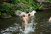 Ein weißer Tiger springt in die Luft, um während der Fütterungszeit im Zoo von Singapur ein ganzes Huhn zu fangen; Singapur