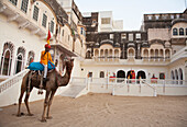 Honor Guard On Camel Back At Castle Mandawa, Rajasthan, India