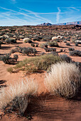 Pflanzen in der Wüste am Powell-See; Utah Vereinigte Staaten Von Amerika