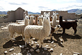 Llamas in einem Gehege, Pasajes, Tarija, Bolivien