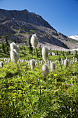 Bergwiese mit Wildblumen und Gletschergebirge im Hintergrund mit blauem Himmel; Feld British Columbia Kanada