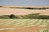 Harvest Lines Of A Cut Canola Field In Rolling Hills With Ripe Wheat Field And Farm In Background With Blue Sky; Alberta Canada