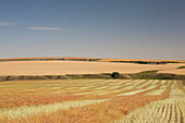 Erntelinien eines gemähten Rapsfeldes in sanften Hügeln mit reifem Weizenfeld im Hintergrund und blauem Himmel; Alberta Kanada