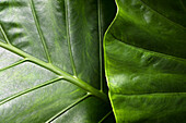 Detailaufnahme von zwei großen grünen Blättern
