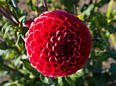 Red Dahlia Flower