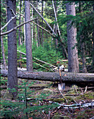 Schaufel lehnt an umgestürztem Baum im Wald