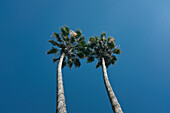 Niedriger Blickwinkel auf zwei Palmen vor blauem Himmel
