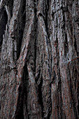Redwood Tree Detail, Big Basin Redwoods State Park, Boulder Creek, Kalifornien, USA