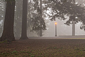 Pathway and illuminated Lamppost in Fog