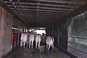 Rückansicht von Kühen im Stall