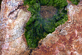 Tide Pool with Green Seaweed, High Angle View