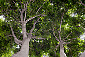 Low Angle View of Two Trees along Sidewalk