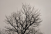 Silhouette kahler Baumzweige vor bewölktem Himmel