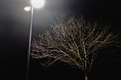 Kahler Baum und Straßenlaterne bei Nacht