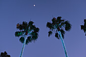 Niedriger Blickwinkel auf beleuchtete Palmen, blaue Lichter, mit Mond in der Ferne