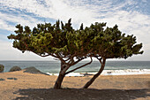 Zwei windgepeitschte Bäume am Strand