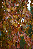 Black-red hanging beech (Fagus sylvatica) 'Purpurea Pendula'