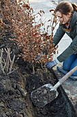 Rotbuchenhecke (Fagus sylvatica) pflanzen