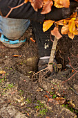 Planting a Fagus sylvatica hedge
