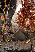 Rotbuchenhecke (Fagus sylvatica) pflanzen