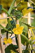 Cucumber blossom on the trellis with cucumber attached