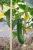 Cucumber shortly before harvest on a climbing frame in the vegetable bed