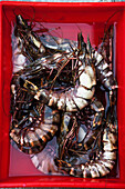 Fresh king prawns (Asia)