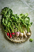 Radishes in different shapes and colors