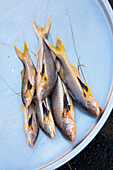 Yellowtail mackerels (Vietnam)