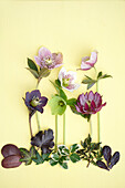 Helleborus-Tableau