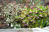 Helleborus and snowdrops in the garden