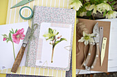 Postcards with Helleborus motif and garden utensils