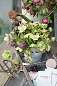 Christmas roses (Helleborus) in a zinc bucket and paper bags for the seeds