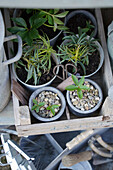 Christrosen, Helleborus-Pflänzchen in Töpfen eingepflanzt