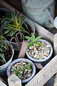 Christmas roses, Helleborus plants planted in pots