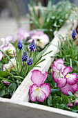 Frühlingsblumen zum Einpflanzen, Traubenhyazinthen (Muscari) und Stiefmütterchen (Viola)