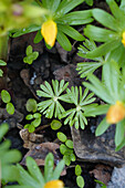 Winter aconites (Eranthis) - stages, flowering from the 3rd year onwards