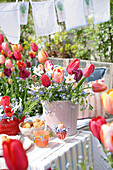 Tulips (Tulipa), laid garden table and washing line in the background