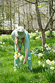 Frau pflückt Narzissen (Narcissus) im Frühlingsgarten