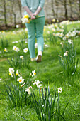 Flower meadow with daffodils, person in the background