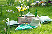 Picnic in the meadow with daffodils