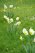 Flower meadow with daffodils